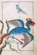 India: A phoenix as represented in Zakarīyā ibn Muḥammad al-Qazwīnī, ‘Ajā’ib al-makhlūqāt wa-gharā’ib al-mawjūdāt (Marvels of Things Created and Miraculous Aspects of Things Existing) Punjab, 17th century